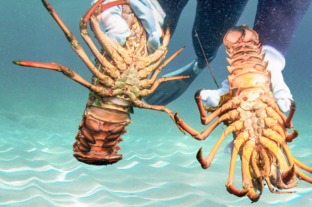 Experience Mini Lobster Season in the Keys